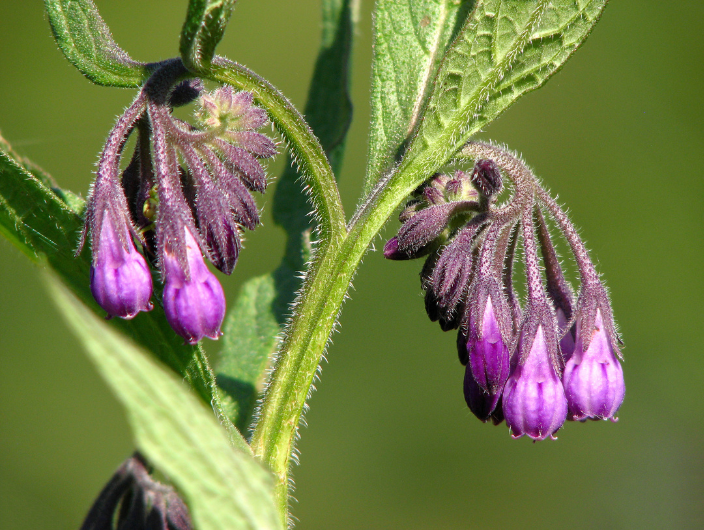 Allantoin