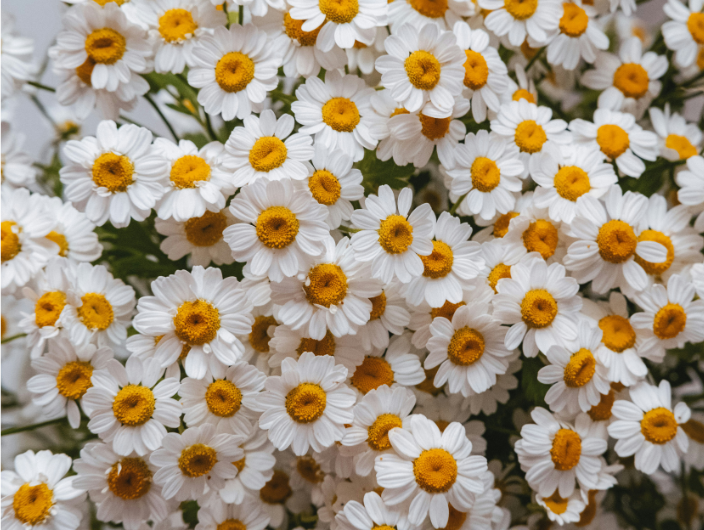 Organic Chamomile