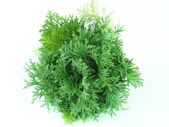Japanese Hinoki Cypress Essential Oil