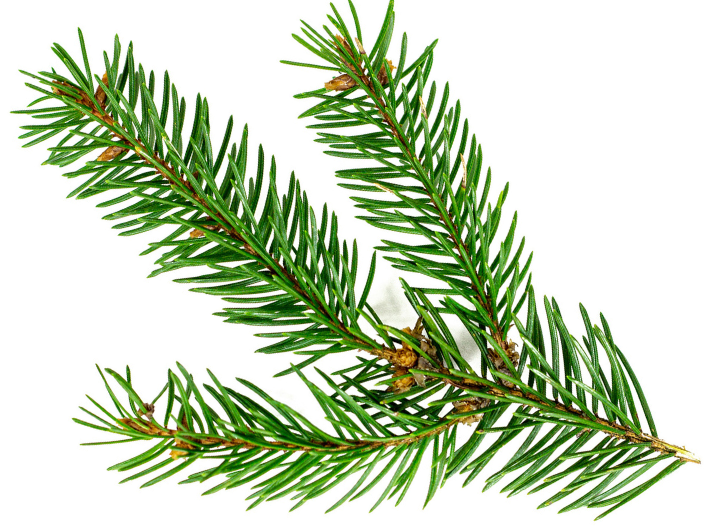 Siberian Fir Essential Oil